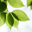 Icon for www.greenmtwood.com