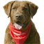 Icon for www.jimhelps.com