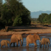 Icon for africa-animals.com