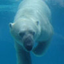 Icon for animalcameras.com