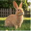 Icon for animaliakingdom.ca