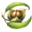 Icon for chestnutherbs.com