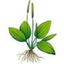 Icon for commonsensehome.com