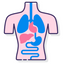 Icon for learnhumananatomy.org