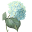 Icon for postcardsfromtheridge.com