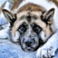 Icon for quotepics.com