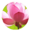 Icon for thecraftingteacher.com