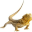 Icon for www.debsdragons.com