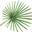 Icon for www.rainforestcruises.com