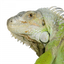 Icon for www.seosamba.com