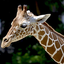 Icon for www.wildlifeworld.com